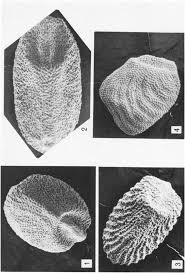 Image result for Eleusine kigeziensis