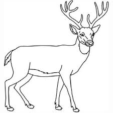 We gather some cute images of deer your to color, draw and print. Realistic Deer Coloring Pages