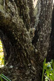 Image result for Agarista salicifolia