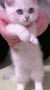 Cat Doing Cupid Shuffle