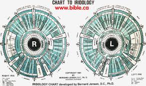 27 Memorable Iridology Chart Male