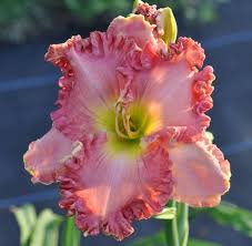 Pin On Daylily Pink