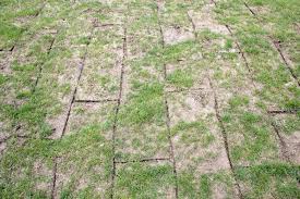 What is the best time of day to water a lawn? What To Do With Gaps Between Turfs Turfonline