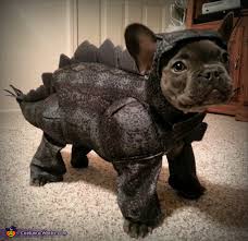 French bulldogs wearing cute snoods, hair clasps,hair bands, headbands, headwrap, dog hats caps accessories for medium dogs | now save up to 30% off. Stegosaurus Dog Costume Mind Blowing Diy Costumes