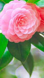 40 Best Iphone 6 Wallpapers Backgrounds In Hd Quality Pink Wallpaper Iphone Iphone 6 Wallpaper Backgrounds Flower Iphone Wallpaper