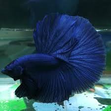 Betta Fish Ebay Puppytrainingtips Betta Fish Tank Betta Fish Pet Fish