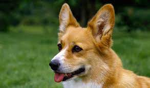 Pembroke Welsh Corgi