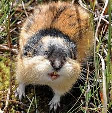 Lemming synonyms, lemming pronunciation, lemming translation, english dictionary definition of lemming. Pin On Where Do I Find