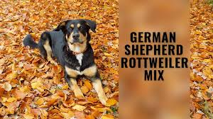 I still have 2 females and 3. German Shepherd Rottweiler Mix Breed Facts And Complete Guide Petmoo