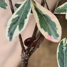 Image result for Terminalia trichopoda