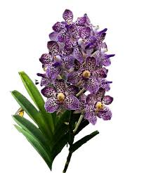 Image result for Brachycorythis ovata