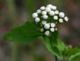 Image result for Ageratum conyzoides