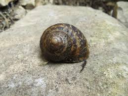 Here you can buy live escargots of helix aspersa maxima, helix aspersa muller and helix pomatia, cleaned and put into a state of hibernation at a temperature of +6 degrees. Operation Escargot Life On La Lune