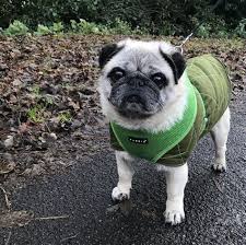 Pullover nähen freebook pullover nähen damen schnittmuster oversize shirt schnittmuster kostenlos kleidung selber nähen kleidung nähen pulli nähen shirts nähen oberteile. Chihuahuapullover Schnittmuster Nahen Overall Marlon Anleitung Schnittmuster Diy Stoffe Pullover Nahen Freebook Pullover Nahen Damen Schnittmuster Oversize Shirt Schnittmuster Kostenlos Kleidung Selber Nahen Kleidung Nahen Pulli