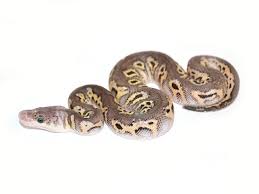 Axanthic Black Pewter Ball Python Black Pewter Clown Morph List World Of Ball Pythons With Images Ball Python Colors Ball Python Clown