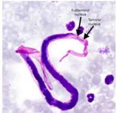 Pin On Microbiology Easy Preparation