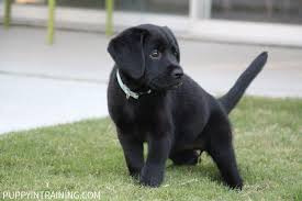 Your labrador puppy's development will be stunted. What Should I Expect From My 8 Week Old Puppy Puppy In Training