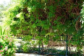 Image result for Millettia