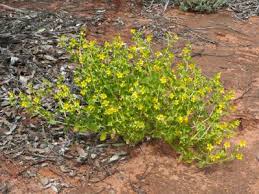 Image result for Zygophyllum cuneifolium