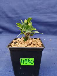 Image result for Euphorbia platyrrhiza