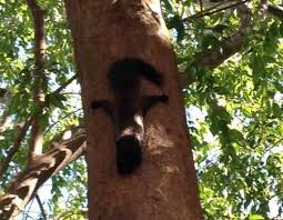 Squirrels seem to be everywhere…in yards, parks, city streets, woods and fields everywhere. Wild Iguanas And Black Squirrels In David Panama Steemit