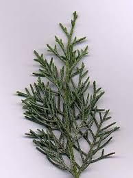 Image result for Cupressus arizonica