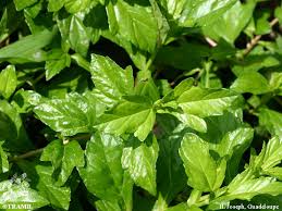 Image result for Sphagneticola trilobata