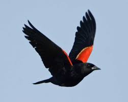 Black Bird With One White Stripe On Wing Red Winged Blackbird Black Bird Red Bird Tattoos Red Wing Blackbird