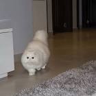 Pure Royalty Persians - Golden Or Silver Shaded Himalayan ...