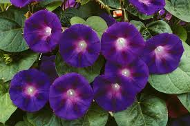 Image result for Ipomoea purpurea