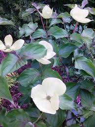 Maybe you would like to learn more about one of these? Blumenhartriegel Pflanzenfieber