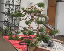 Contorta pinus densata pinus densiflora pinus densiflora 'alice verkade' pinus densiflora 'aurea' pinus densiflora 'burke's red variegated' pinus densiflora 'golden ghost' pinus densiflora 'jane. Pines Bonsai Colorado Rocky Mountain Bonsai Suiseki