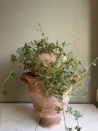 Image result for Kedrostis africana