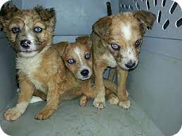 Our standards for australian shepherd breeders in north carolina were developed with leading veterinarians and animal welfare experts. Sylva Nc Australian Shepherd Meet Aussie Pups A Pet For Adoption