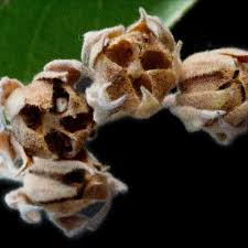 Image result for Melhania acuminata