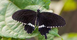 Que Significan Las Mariposas Negras Mitos Y Realidades