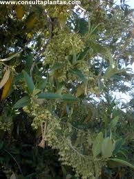 Image result for Kiggelaria africana