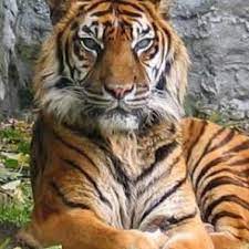 Melestarikan ekosistem flora dan fauna dengan cara upaya … pengertian fauna fauna indonesia memiliki keanekaragaman yang tinggi karena wilayahnya yang luas dan berbentuk kepulauan tropis. Pencinta Flora Dan Fauna Malaysia ç®€ä»‹ Facebook