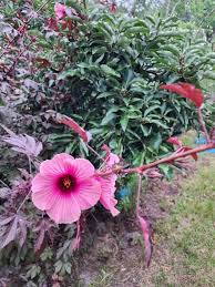 Image result for Hibiscus barbosae