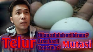 Bisnis telur ayam, distributor telur terbesar, indonesia. Penjelasan Mengenai Telur Ayam Berwarna Hijau Youtube