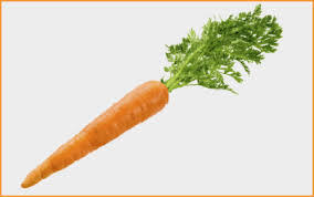 Seminte de legume, hibrizi, seminte de tomate, ardei, vinete, castraveti, conopida, salata, fasole, dovlecei, varza alba, pepeni verzi, pepeni galbeni. Evolutia Legumelor Si Fructelor Morcov Bursadelegume Bursa De Legume