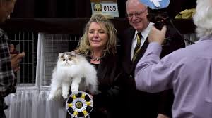 The cat fanciers' association was founded in 1906 after it separated from the american cat association. 2017 Cat Fanciers Association International Cat Show Persian Wins Best In Show Culture Mix