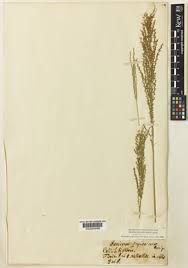 Image result for Dinebra caudata