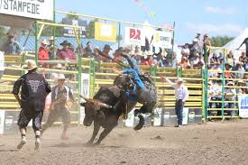 Camel races in dubai hold a very significant position in the culture of the country. File Strathmore Rodeo Bull Riding 28387133410 Jpg Wikimedia Commons