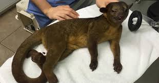 The kinkajou lives in the rainforests of central and south america. 99 Year Old Woman Wakes Up To Find Strange Creature On Chest The Dodo