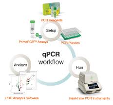 It is primarily based on pcr, a process that repeatedly copies and amplifies the specific genetic fragments of the virus, ensuring that there is enough of a sample to conduct the analysis. What Is Real Time Pcr Qpcr Lsr Bio Rad