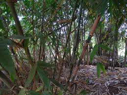 Image result for Oldeania alpina