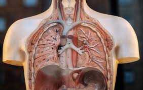 La embolia pulmonar suele ser causada por coágulos sanguíneos que viajan a los pulmones desde las piernas. Que Es Una Embolia Pulmonar Blog Isalud