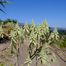 Image result for Aloe wollastonii