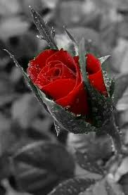 Pin Von Rana Rana Auf Roses Blumen Rosen Schone Blumen Rosentapete